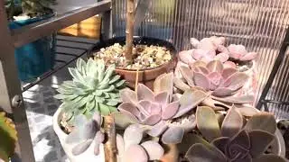 I found some nice succulents at Walmart!!