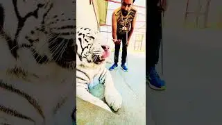 #music #instrumental #love #musician #beats #angrytiger #tiger #musicgenre