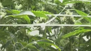 President Trump marijuana executive order: What does it mean?