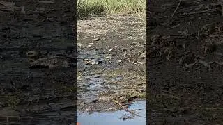 An army of fiddler crabs emerging from the grass