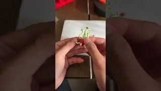 Pokemon Zukan Figure - Dipplin Hydrapple line - Scale 1:40