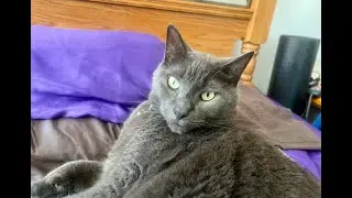 Adorable green eyed cat being sassy #adorablepets #adorablecats #catsofyoutube #petcontent #cats