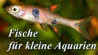Fische für Kleinaquarien (Nano-Aquarien) 1. Teil