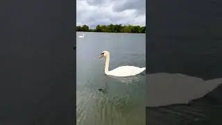 Majestic creatures          #swan #beauty #lake #london