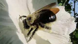 POLLINATOR: Rose of Sharon Visited by a Pollen Covered Eastern Carpenter Bee