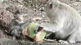 A Little Baby Lizza Hungry,Lizza Not silent Very Active Much