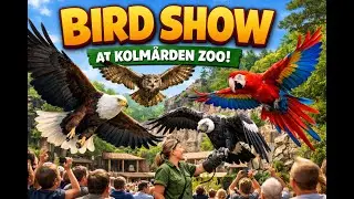 Den h&auml;r f&aring;gelshowen p&aring; Kolm&aring;rden &auml;r galen 🦅🔥