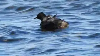 Eared Grebe with chicks