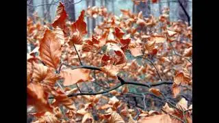Pausal - Songs From A Cloth Pocket