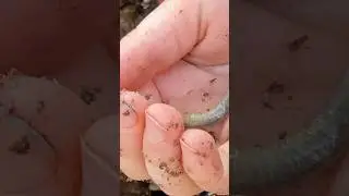 Would you hold them? #insects #insect #larva #larvae #beetle #beetles #grubworm #mealworm #creepy