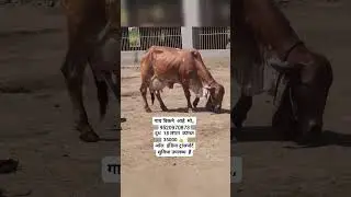 Gir cow for sale 9520970873 call me #baffalo #cow #sahiwal #gircow #dairyfarm #murraha #gircowgujar