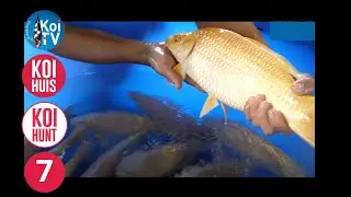 KOI TV| KoiHuis KoiHunt najaar 2024 deel  7 |Tanaka