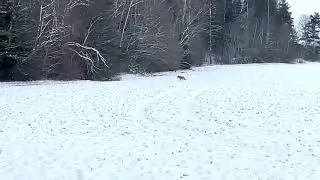 Hunt Viljandimaal