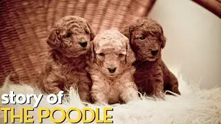 STORY OF THE POODLE | Documentary video with all details about POODLE