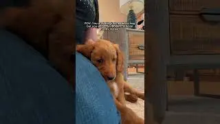 probably just needed a mini golden retriever