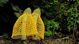 🍄 Time Lapse: Ice-cream Melting | Mushroom Blooming | Flower Blooming | Plant Growing 4K Video