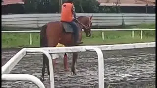 Starting gate breaks