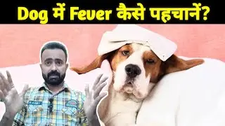 How to Detect Fever in Dogs | Dog Fever Symptoms & Care Guide!