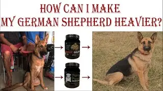 Dog Body Growth | How Can I Make My German Shepherd | GSD | Heavier | Fatty? BholaShola