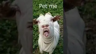 Crazy Zoo in Roblox