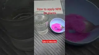 How to apply NPK fertilizer on plants#gardening #shorts #npkfertilizer