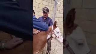 Recorte de crines y cola en potrillos 🔥La genética nunca miente 🔥