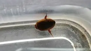 Hydaticus sp. (Predaceous Diving Beetle, family Dytiscidae)