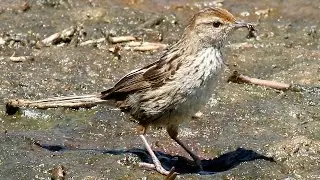 The Secretive 'Little Grassbird' Revealed (Megalurus gramineus)