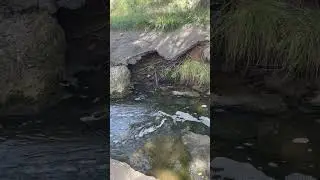 East Amarillo Creek feeding into Thompson Park lake.