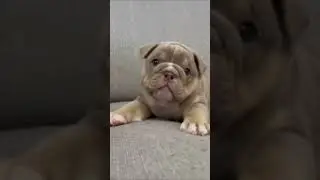НЯШНЫЕ ЗВЕРУШКИ 😍 #ЗВЕРОЛИКИ 015