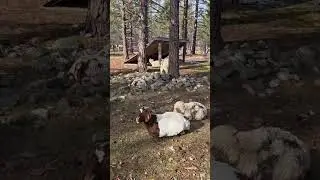 Afternoon walkabout 01/10/26 Happy Saturday #boergoats #sheep #homestead