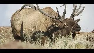 GLASS - an Elk Hunting Film in Gila National Forest