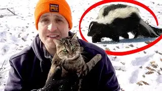 Skunk vs Barn Kitten (I hope she doesn't get sprayed!)