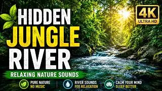 Hidden Tropical River Paradise | Relaxing Nature Sounds & Forest Ambience 🌿💦