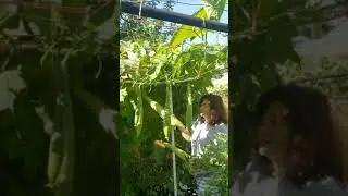 Harvesting Silk Squash (Patola) DadakitsTV #shorts