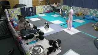 5 week old Old English Sheepdog puppies