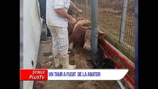 UN TAUR A FUGIT  DE LA ABATOR