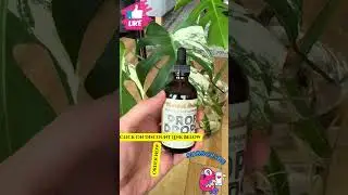 Want Faster HousePlant Growth Watch This Now!