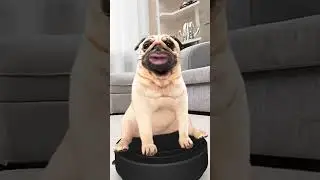 Here comes the little dog #dog #woofandjoy #funny #dogmusic #dance #doggie