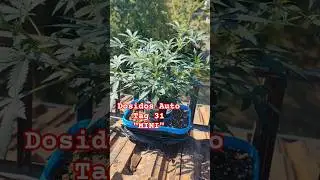 Dosidos Auto Mini 🌱 Vorbl&uuml;te Tag 31 #Shorts #YouTubeShorts