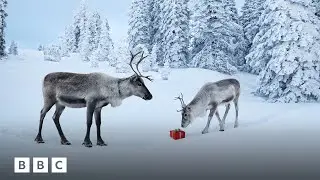 Why Rudolf the Reindeer is actually female, according to science | BBC Global
