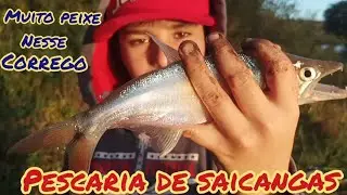 Pescaria de saicangas, muito peixe nesse c&oacute;rrego 
