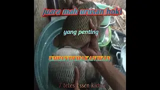 7 tetes Essen kiduri + umpan bikin ulah lagi