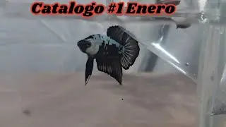 Catalogo #1 de Enero 2026 - Gente Betta Venezuela Dorman 