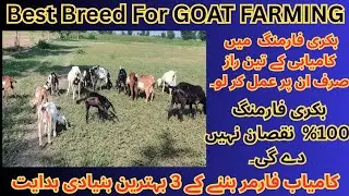 How to make a successful goat farmer in Pakistan || goat farming || goat business in pakistan ||