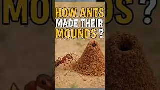 How Ant Made their Mounds? #AntMounds