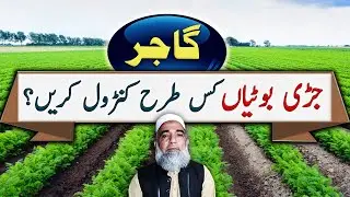 How to control weeds from Carrot field || Crop Reformer