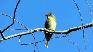 Greater Pewee (Contopus pertinax) Waiting for Insects and Calling Chirping at Dusk