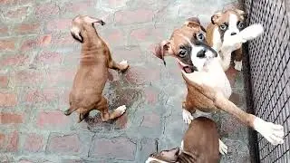 # Boxer puppy Vaccine done with kci Imp Pedigree full health full active 9115136767 & 9888661980 