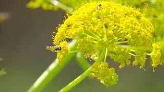 Fondation Pro Biodiversit&eacute; | Projets de conservation des esp&egrave;ces en Sicile